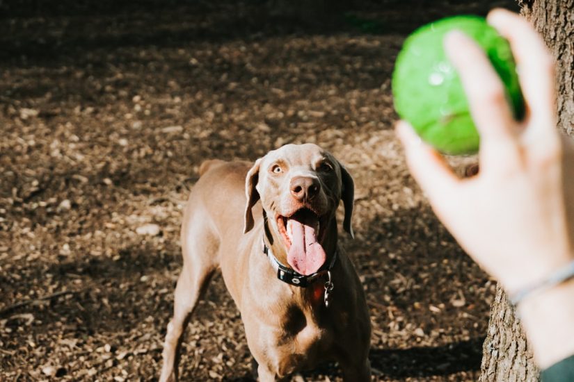 dog park